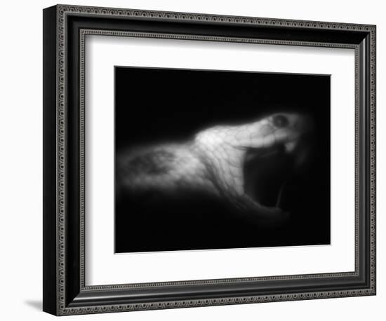 Snake Opening Mouth-Henry Horenstein-Framed Photographic Print