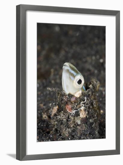 Snake or Hairtail Blenny Head (Xiphasia Setifer), Lembeh Strait, North Sulawesi, Indonesia-Reinhard Dirscherl-Framed Photographic Print