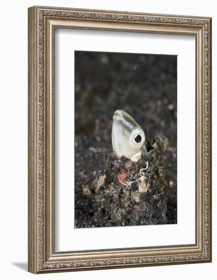 Snake or Hairtail Blenny Head (Xiphasia Setifer), Lembeh Strait, North Sulawesi, Indonesia-Reinhard Dirscherl-Framed Photographic Print