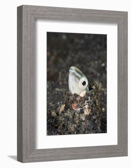 Snake or Hairtail Blenny Head (Xiphasia Setifer), Lembeh Strait, North Sulawesi, Indonesia-Reinhard Dirscherl-Framed Photographic Print