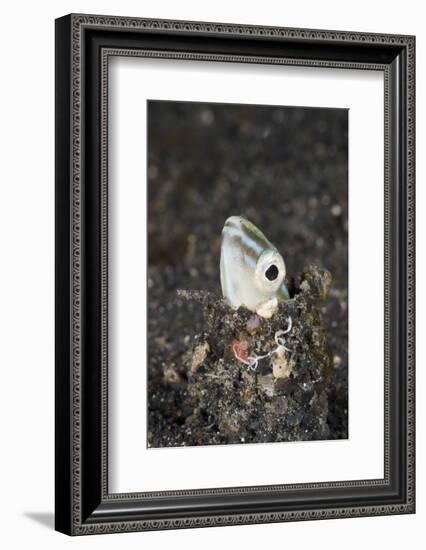 Snake or Hairtail Blenny Head (Xiphasia Setifer), Lembeh Strait, North Sulawesi, Indonesia-Reinhard Dirscherl-Framed Photographic Print