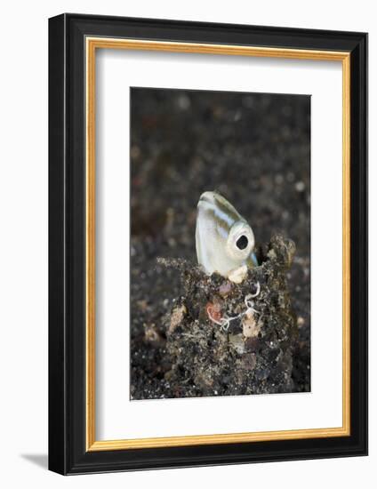 Snake or Hairtail Blenny Head (Xiphasia Setifer), Lembeh Strait, North Sulawesi, Indonesia-Reinhard Dirscherl-Framed Photographic Print