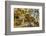 Snake River Dendritic Agate-Darrell Gulin-Framed Photographic Print