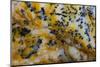 Snake River Dendritic Agate-Darrell Gulin-Mounted Photographic Print
