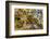 Snake River Dendritic Agate-Darrell Gulin-Framed Photographic Print