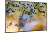 Snake River Dendritic Agate-Darrell Gulin-Mounted Photographic Print