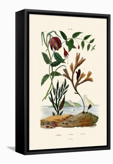 Snake's Head Fritillary, 1833-39-null-Framed Premier Image Canvas