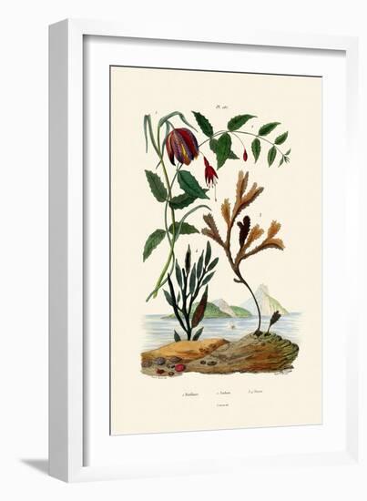 Snake's Head Fritillary, 1833-39-null-Framed Giclee Print