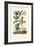 Snake's Head Fritillary, 1833-39-null-Framed Giclee Print