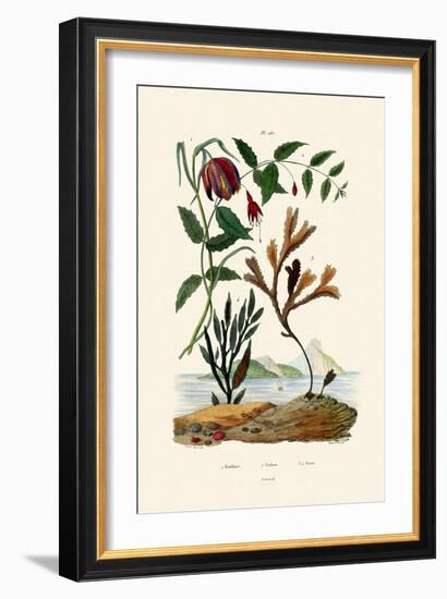 Snake's Head Fritillary, 1833-39-null-Framed Giclee Print