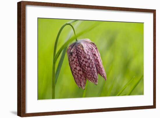 Snake's Head Fritillary Flower-Cora Niele-Framed Photographic Print