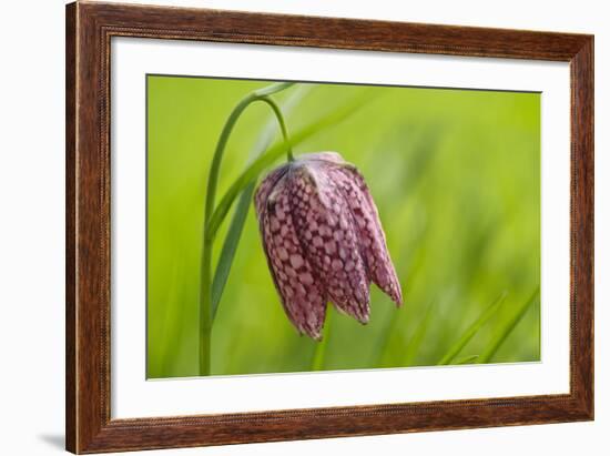 Snake's Head Fritillary Flower-Cora Niele-Framed Photographic Print