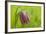 Snake's Head Fritillary Flower-Cora Niele-Framed Photographic Print