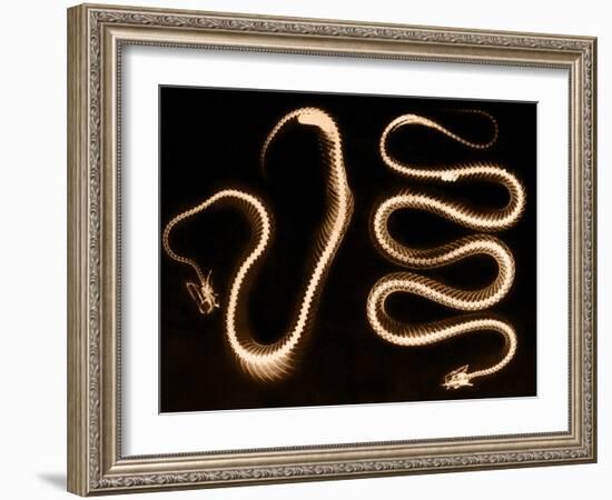 Snake Skeletons, X-ray-Science Source-Framed Giclee Print