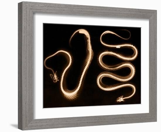 Snake Skeletons, X-ray-Science Source-Framed Giclee Print