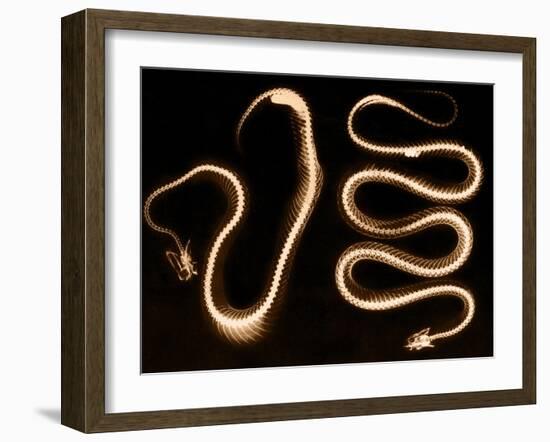 Snake Skeletons, X-ray-Science Source-Framed Giclee Print