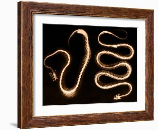 Snake Skeletons, X-ray-Science Source-Framed Giclee Print