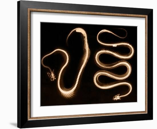 Snake Skeletons, X-ray-Science Source-Framed Giclee Print