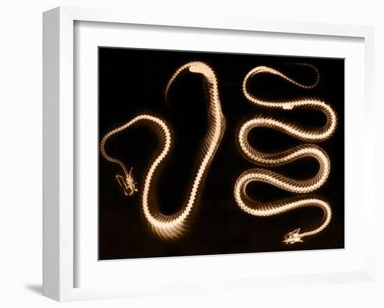 Snake Skeletons, X-ray-Science Source-Framed Giclee Print