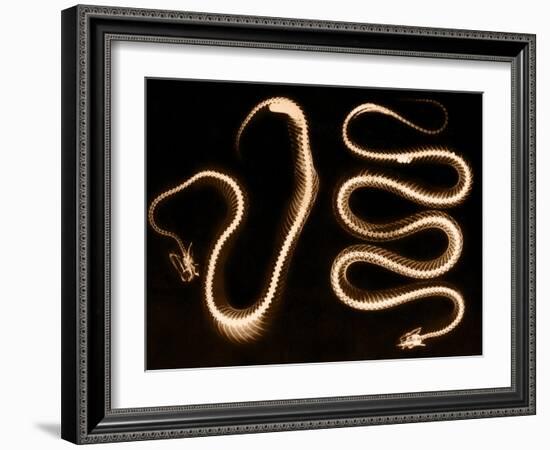 Snake Skeletons, X-ray-Science Source-Framed Giclee Print