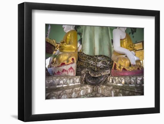 Snake Temple (Mwe Paya) Between Dalah and Twante, across the River from Yangon, Myanmar (Burma)-Matthew Williams-Ellis-Framed Photographic Print