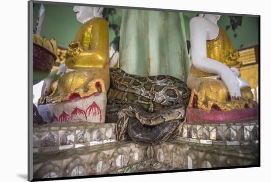 Snake Temple (Mwe Paya) Between Dalah and Twante, across the River from Yangon, Myanmar (Burma)-Matthew Williams-Ellis-Mounted Photographic Print