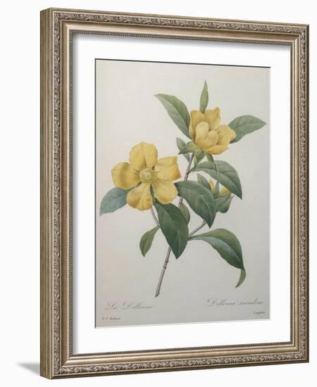 Snake Vine, Dillenia or Guinea Flower-Pierre-Joseph Redoute-Framed Art Print