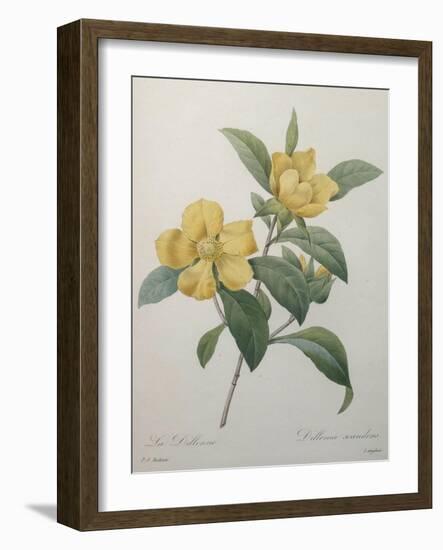 Snake Vine, Dillenia or Guinea Flower-Pierre-Joseph Redoute-Framed Art Print
