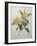 Snake Vine, Dillenia or Guinea Flower-Pierre-Joseph Redoute-Framed Art Print