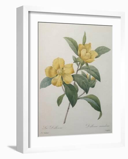 Snake Vine, Dillenia or Guinea Flower-Pierre-Joseph Redoute-Framed Art Print