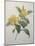 Snake Vine, Dillenia or Guinea Flower-Pierre-Joseph Redoute-Mounted Art Print