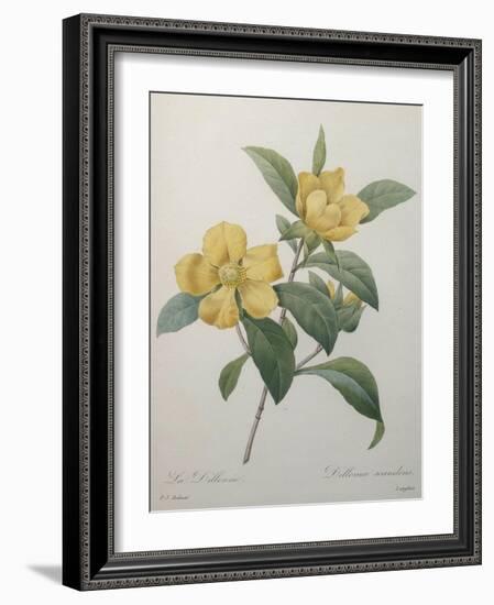 Snake Vine, Dillenia or Guinea Flower-Pierre-Joseph Redoute-Framed Art Print
