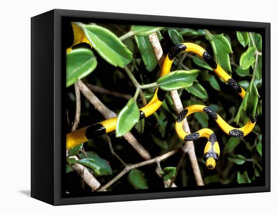 Snake, Western Desciduous Forests, Madagascar-Pete Oxford-Framed Premier Image Canvas