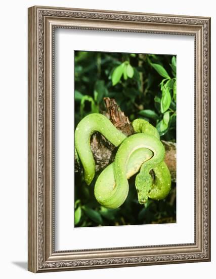 Snake-null-Framed Photographic Print