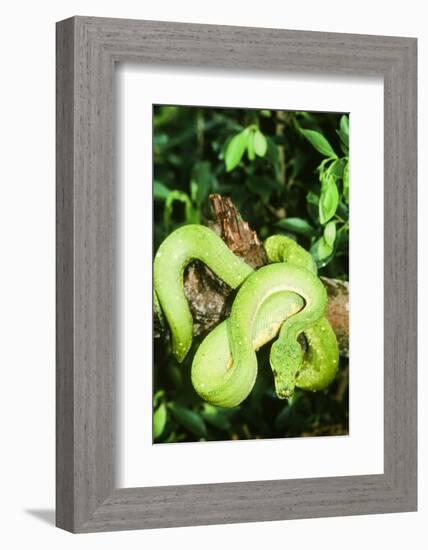 Snake-null-Framed Photographic Print