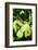 Snake-null-Framed Photographic Print