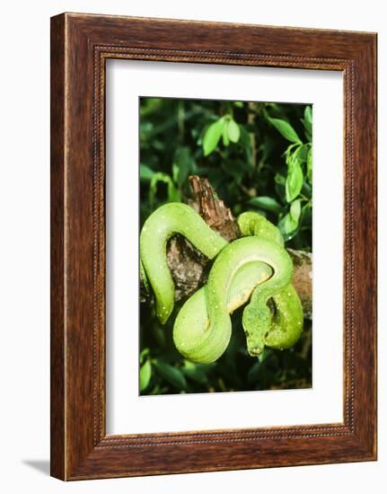 Snake-null-Framed Photographic Print