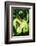 Snake-null-Framed Photographic Print