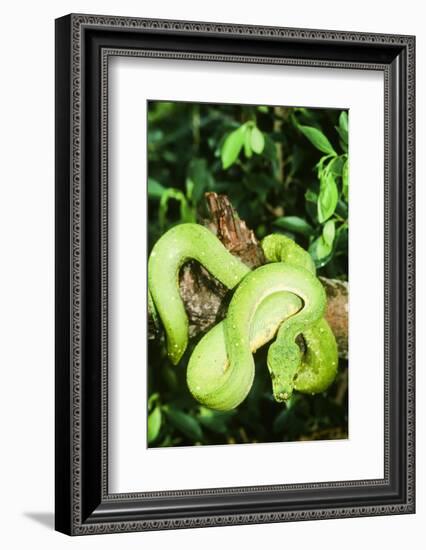 Snake-null-Framed Photographic Print