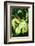 Snake-null-Framed Photographic Print