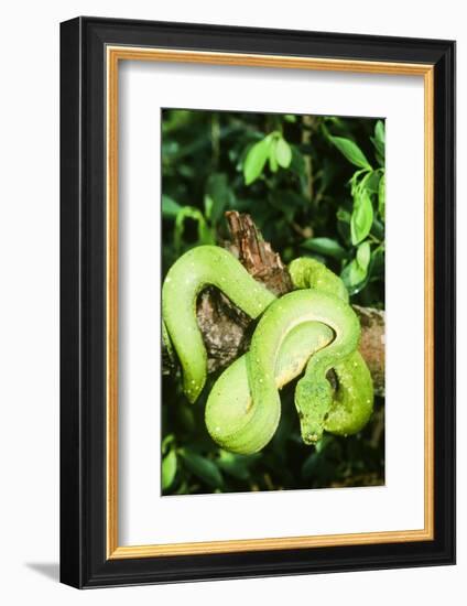 Snake-null-Framed Photographic Print