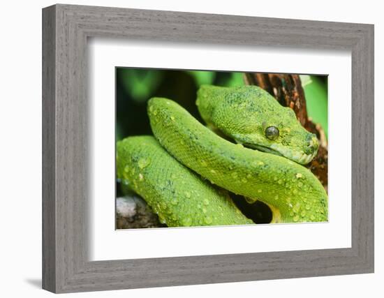 Snake-null-Framed Photographic Print