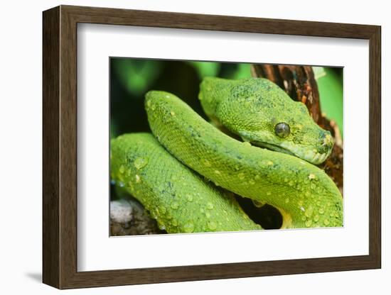 Snake-null-Framed Photographic Print