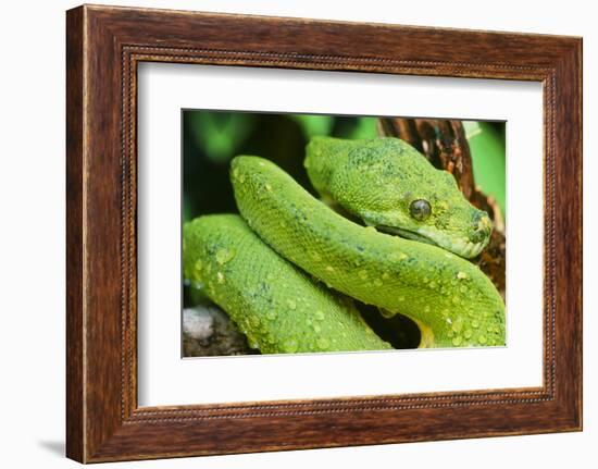 Snake-null-Framed Photographic Print