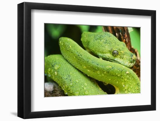 Snake-null-Framed Photographic Print