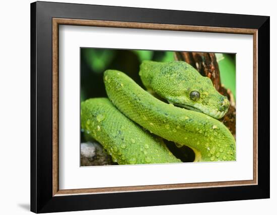 Snake-null-Framed Photographic Print