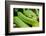 Snake-null-Framed Photographic Print