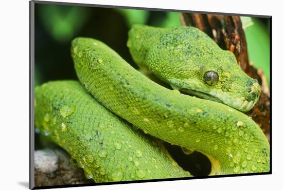 Snake-null-Mounted Photographic Print