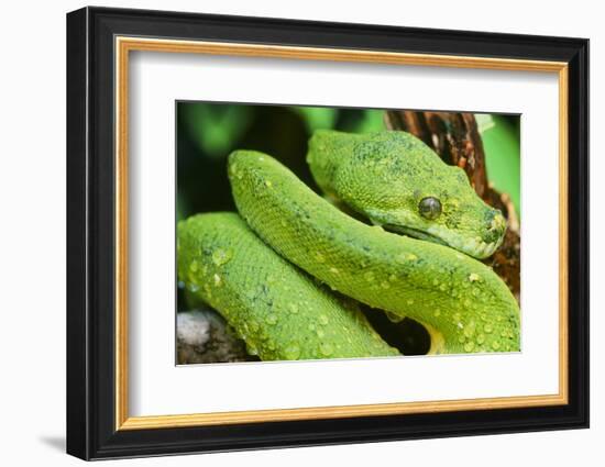 Snake-null-Framed Photographic Print