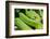 Snake-null-Framed Photographic Print